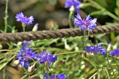 通路との柵に生えていた紫花