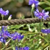 通路との柵に生えていた紫花