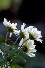 白い小菊