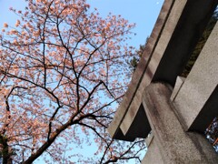 見上げた鳥居とサクラ