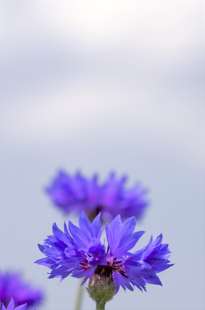ヤグルマソウの花。