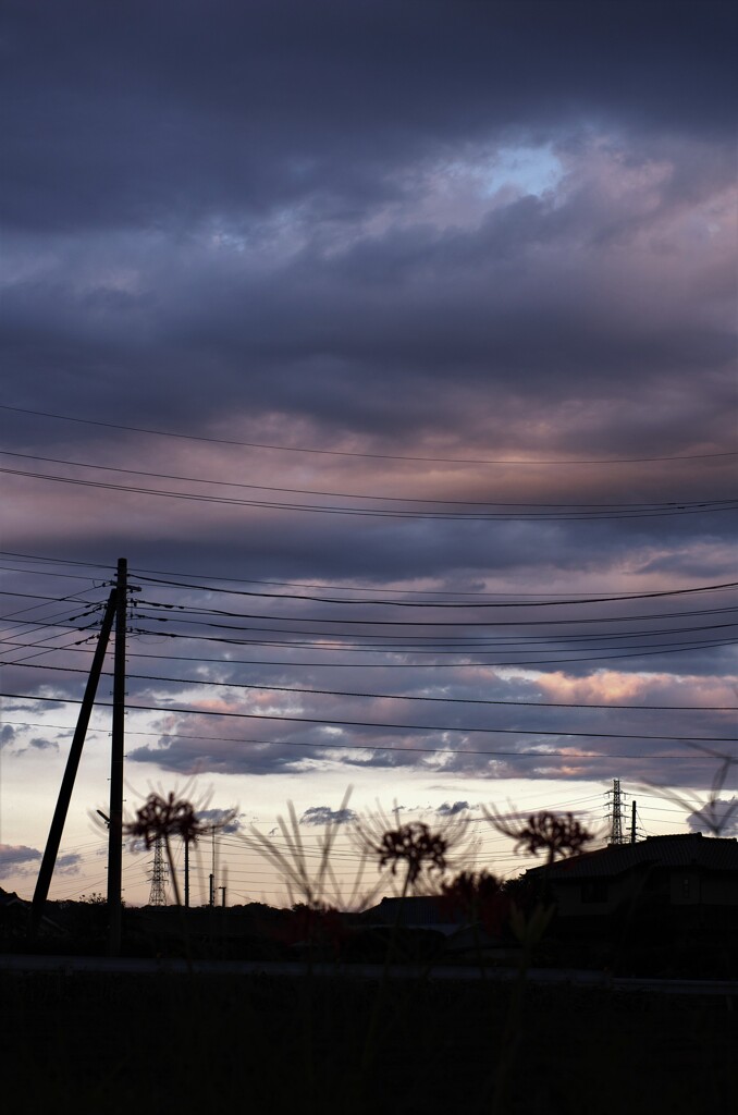 夕景：彼岸花