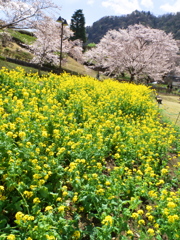 咲いてますね、春ですね：サクラ　菜の花