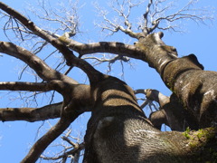 大木を見上げた。
