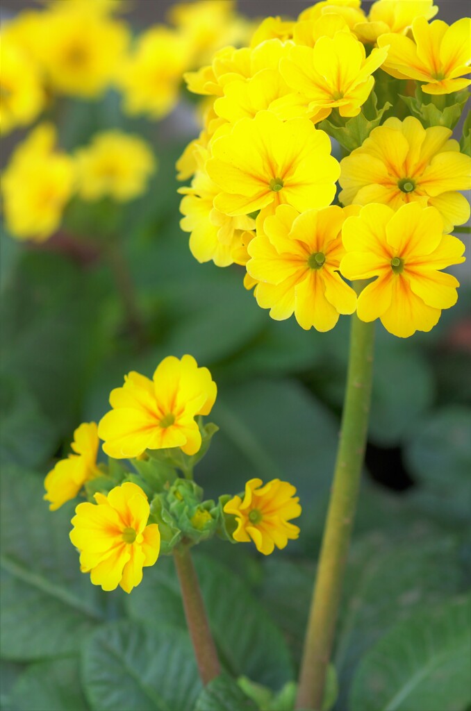 黄色い草花　→　プリムラ