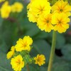 黄色い草花　→　プリムラ