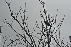 野鳥の影