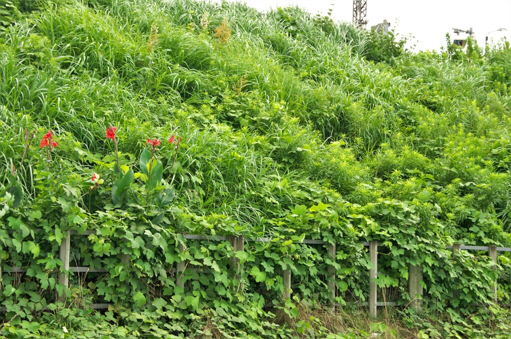 夏草のパワー