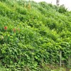 夏草のパワー