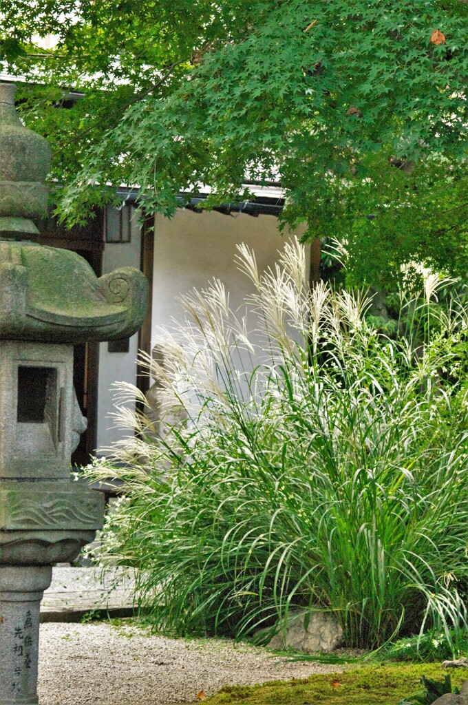 初秋の境内の風景：常福寺