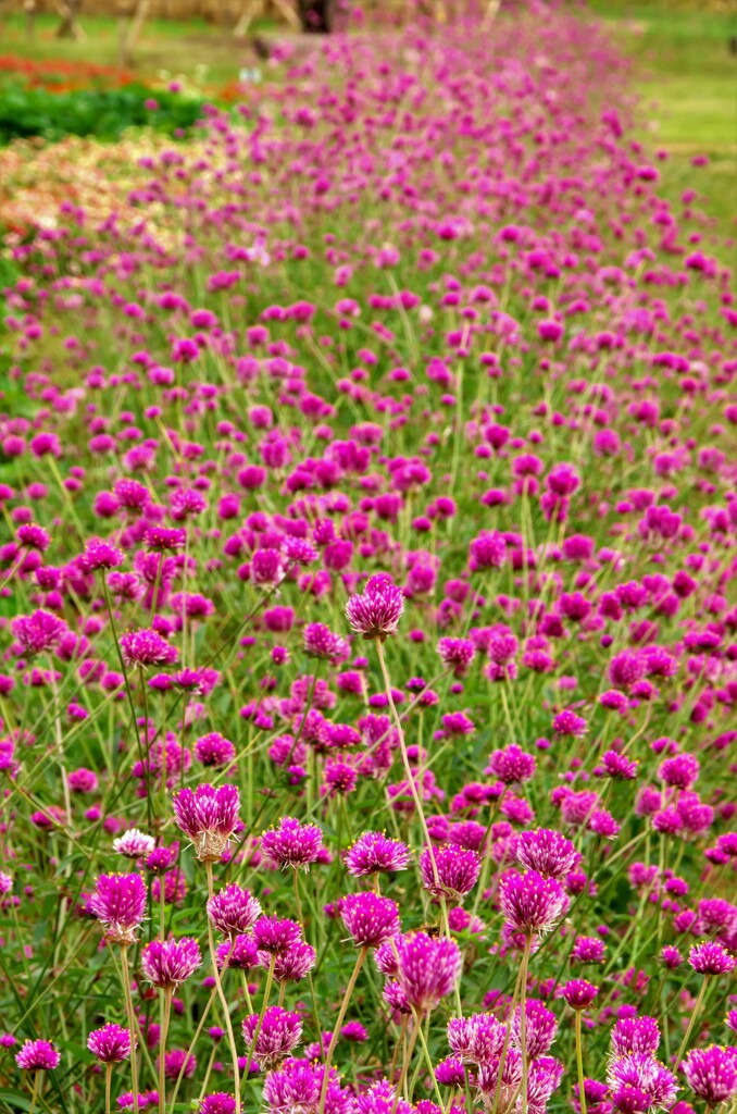 センニチコウの大群生
