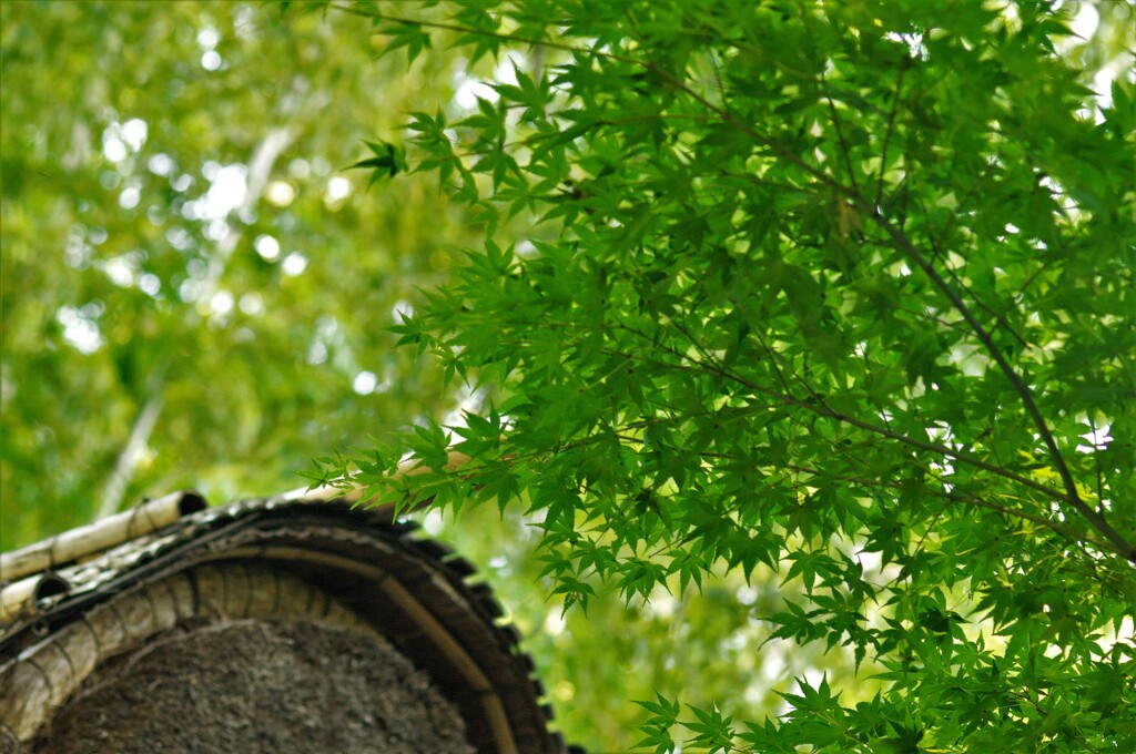 常福寺：あおもみじと山門の屋根