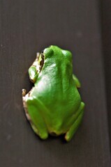 今日のアマガエル