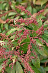 馬酔木（アセビ）