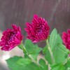 咲きかけ：小菊