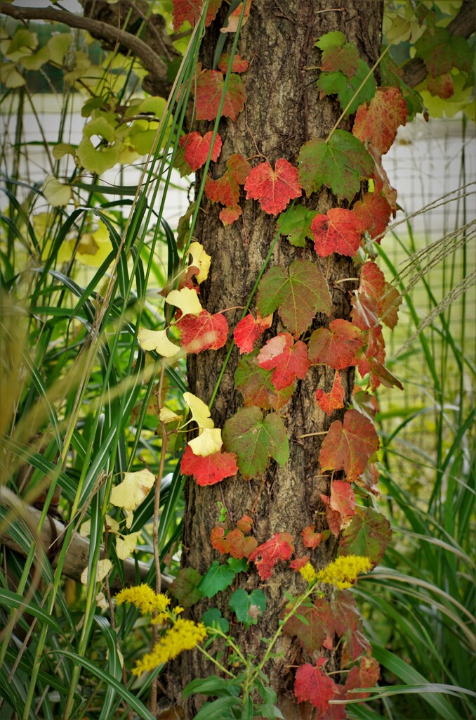 ツタ植物の紅葉