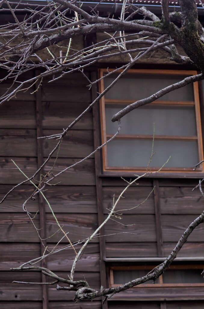 板塀の家屋と冬枯れの枝。