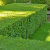 フランス式庭園：ボックスウッド