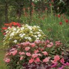 秋の花盛り