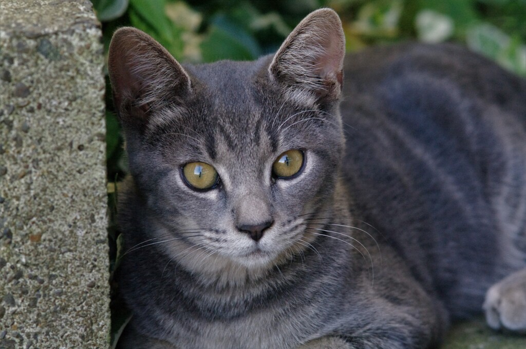 こっちを見るネコ。