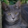 こっちを見るネコ。