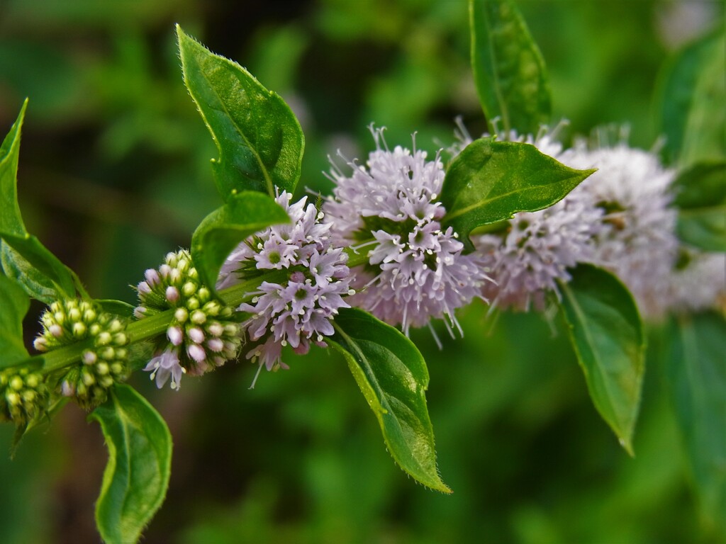 ミントの花　2：撮り比べ