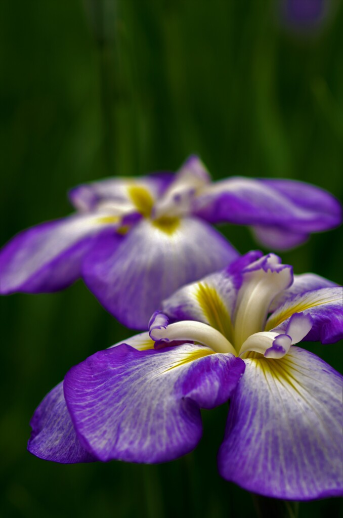 花菖蒲です。