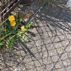 タンポポ：フェンス下