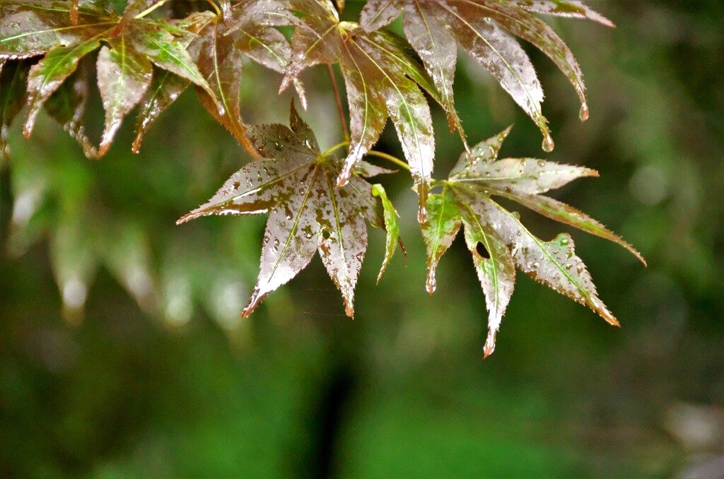 雨の公園