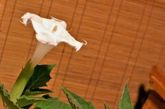 夜に咲く甘い香りの白い花