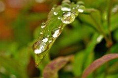 水滴：雨降りのあと　1