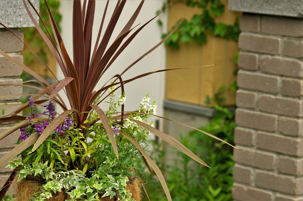 寄せ植え：植物園にて