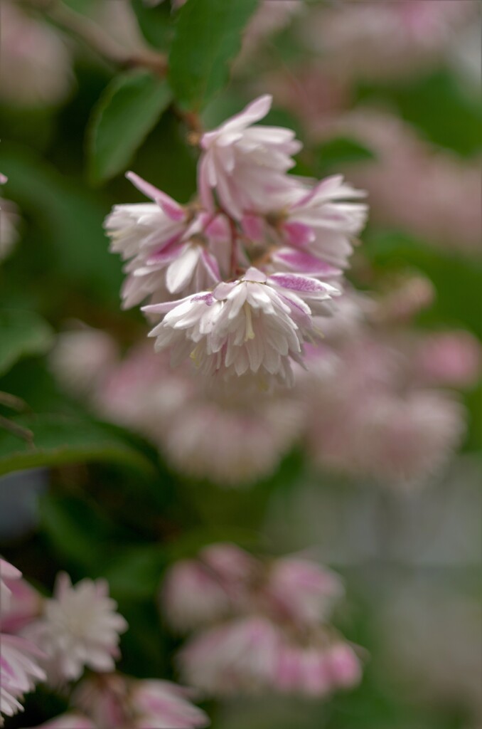 ウツギがあちこちで咲いています。