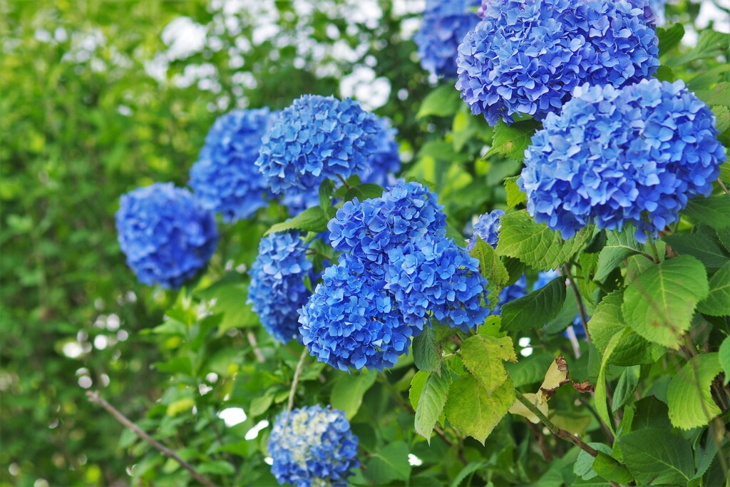 青い紫陽花：あざやか