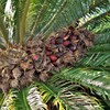 栗じゃないよ、蘇鉄の実だよ。