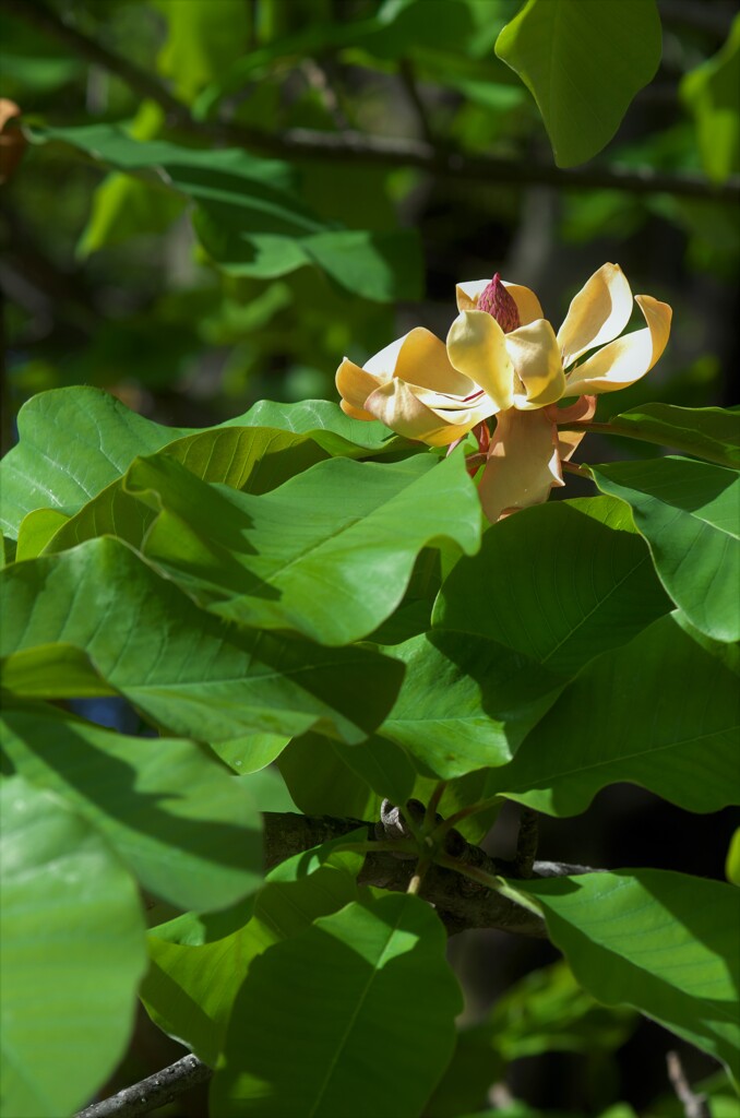 ホオノキの花