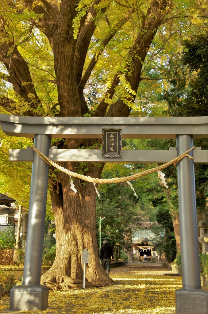 五社神社：鳥居とご神木