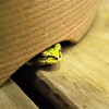 隠れたつもり。