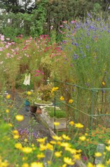 農家さんちの花畑