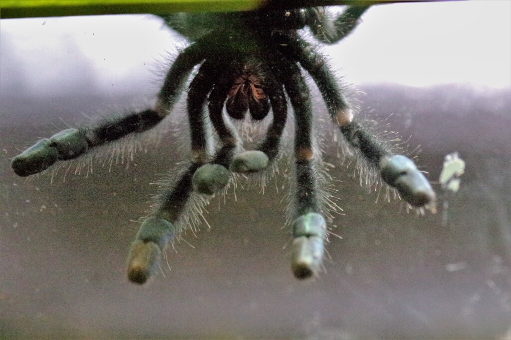 閲覧注意!!：蜘蛛ですが、
