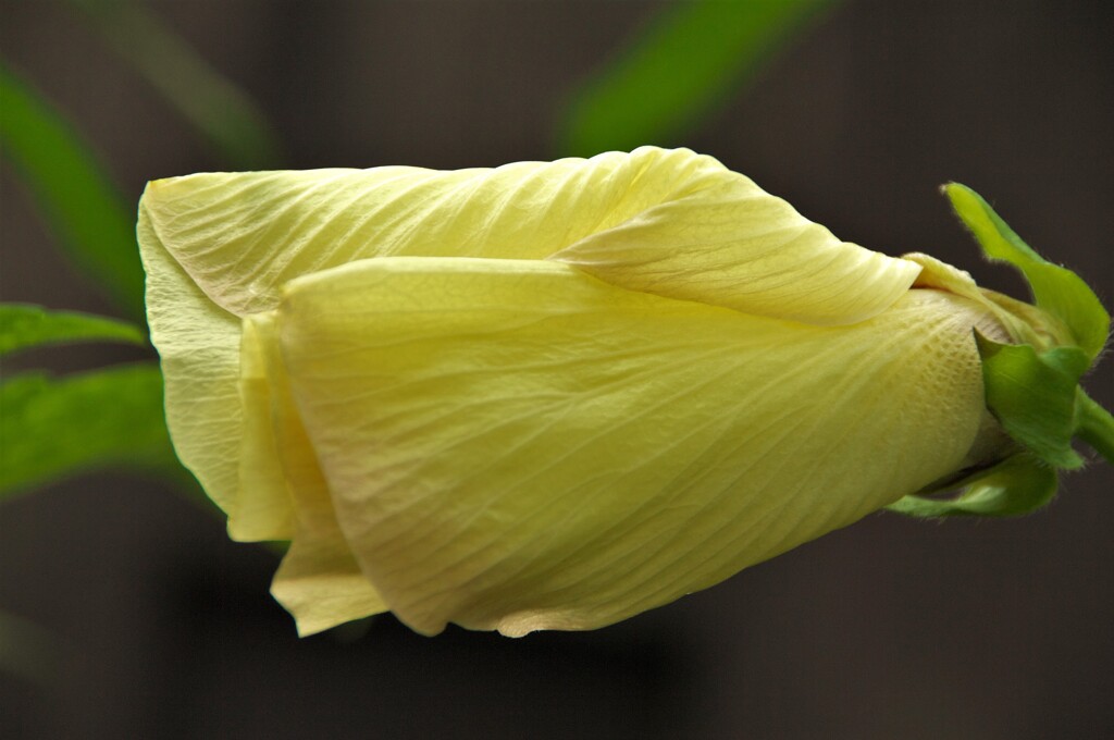 開花直前のハナオクラ