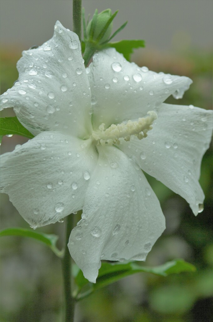 雷雨のあと。