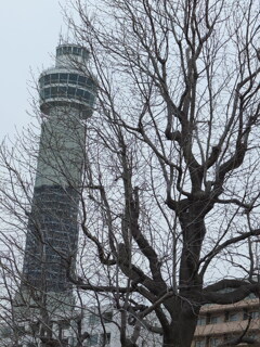 マリンタワー：木に隠れて　横浜