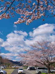 花咲く駐車場