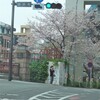 交差点のサクラ
