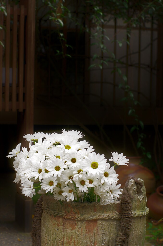 龍峰寺：白小菊