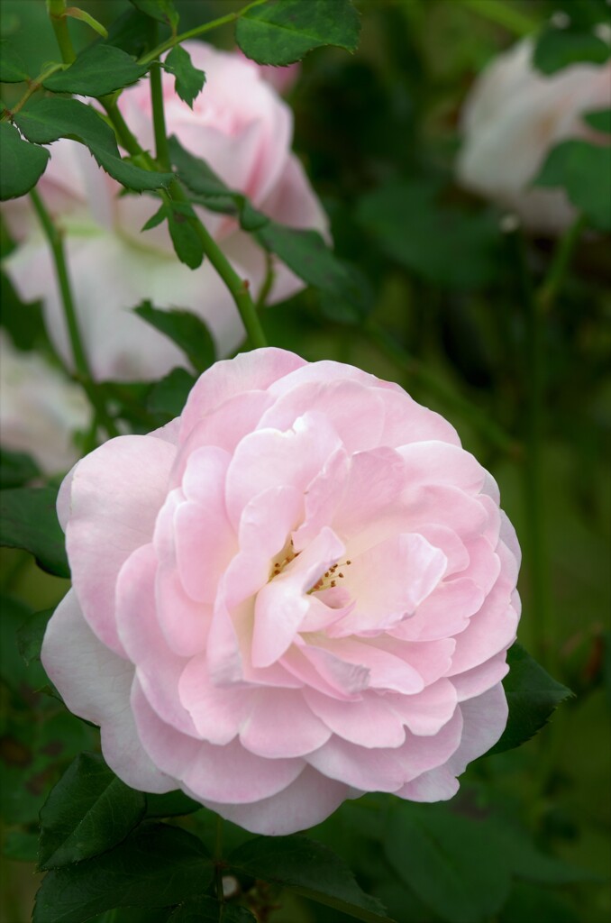 バラ：花ぼんぼり