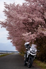 早咲き桜とバイク5