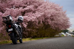 早咲き桜とバイク2