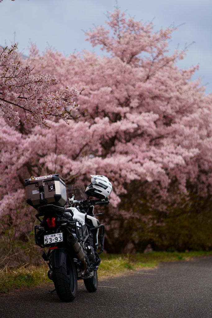 早咲き桜とバイク6